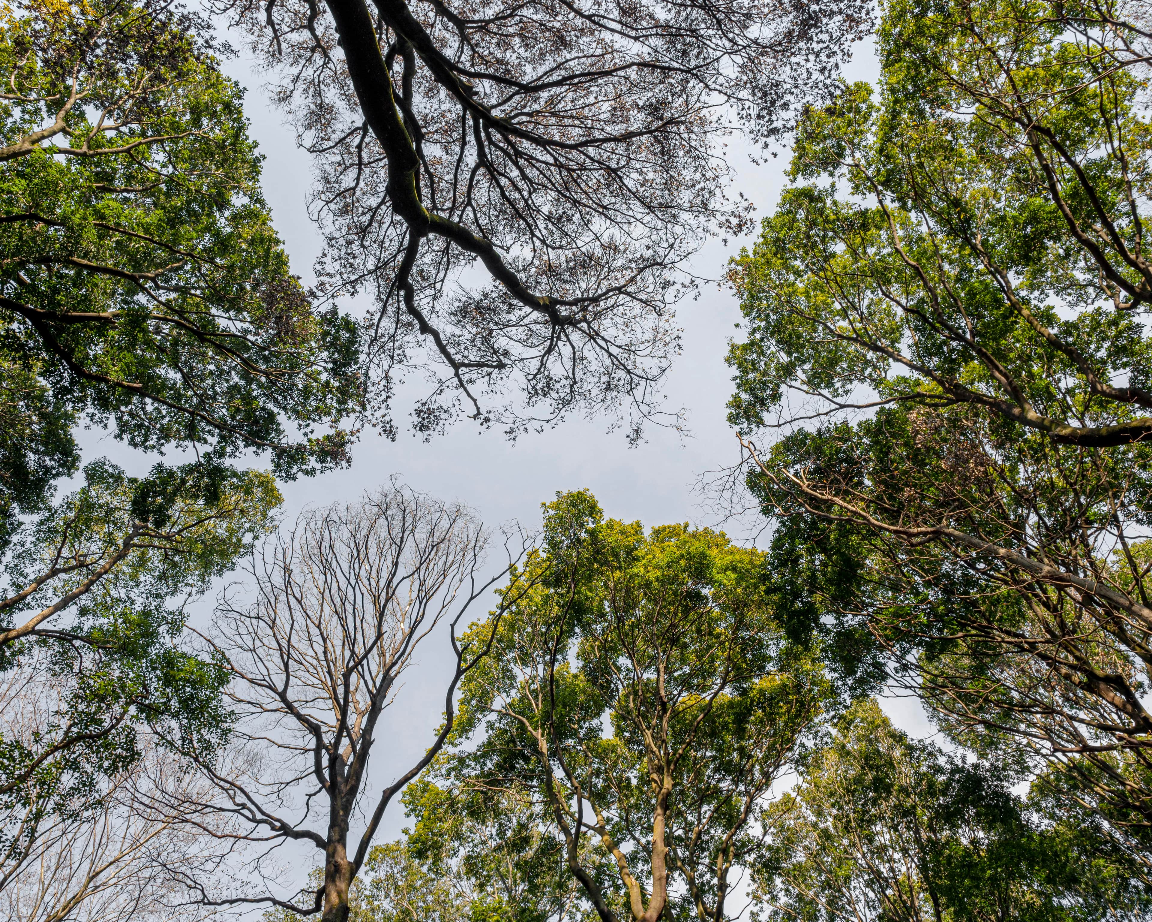 Uma floresta vista de baixo para cima, com o céu visível ao fundo